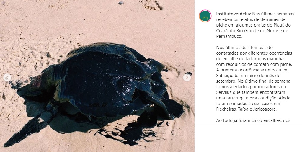 Ocorrências de encalhe de tartarugas também foram identificadas